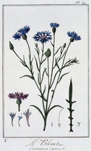 The Cornflower (Centaurea Cyanus) - in 