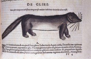 The dormouse from Historiae Animalium by Conrad Gesner (1516 - 1565), Tiguri by Unknown artist