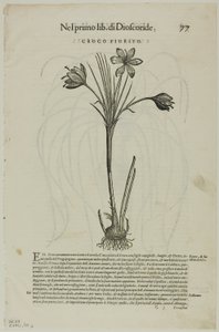 Leaf from Discorsi by Petrus Andreas Matthiolus, Plate 99 from Woodcuts from Books of the XVI Century by Unknown artist