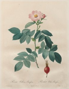 The Roses: Rosa villosa, pomifera by Unknown artist