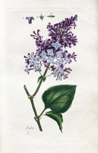 Lilac by Unknown artist