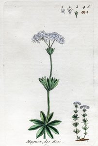 Lily of the Valley or Sweet Woodruff