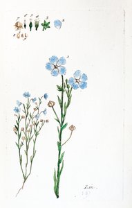 Linen by Unknown artist