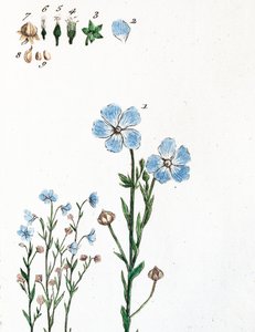 Linen