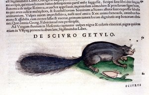 The squirrel in Historia Animalium by Conrad Gesner (1516 - 1565), Tiguri