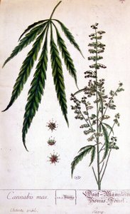 Male cannabis plant