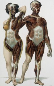 Man and woman skinned: muscles - medicine book, late 19th century by Unknown artist
