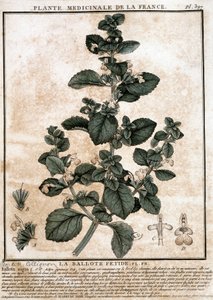 Medicinal plant from France: the fetid belotte by Unknown artist