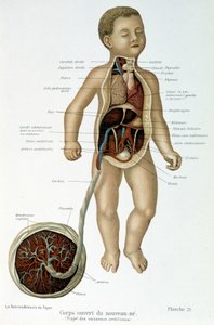 Medicine: Newborn (skinned in the bust) by Unknown artist