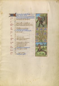 November Calendar Page; Gathering Acorns for Pigs; Sagittarius