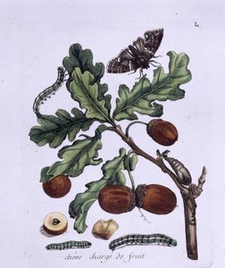 Oak fruit: acorns, butterflies and caterpillars by Unknown artist