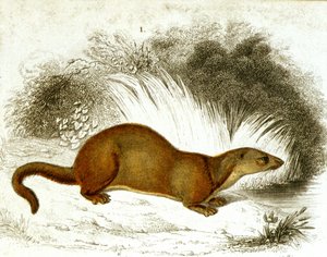 Otter - Color Engraving. 19th Century Engraving. by Unknown artist