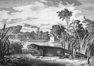 Otter - engraving by Unknown artist