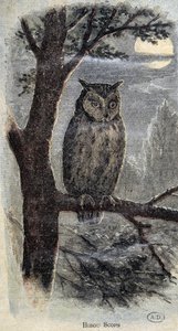 Owl