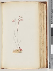 No inscription, drawing unfinished by Unknown artist