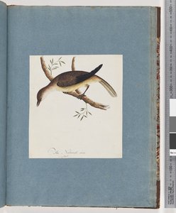 Page 108. Unidentified Bird