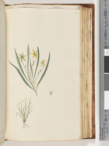 Page 109. No inscription. Unidentified plant by Unknown artist