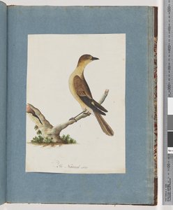 Page 109. Unidentified Bird by Unknown artist
