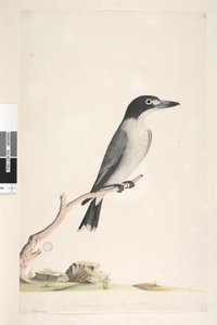 Grey Butcher Bird (male), 1791-92