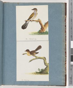 Page 111. Unidentified Bird. 112. Unidentified Bird by Unknown artist