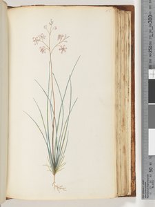 Page 115. Unidentified Plant