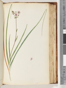Unidentified plant