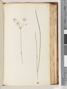 Page 118. Unidentified Plant
