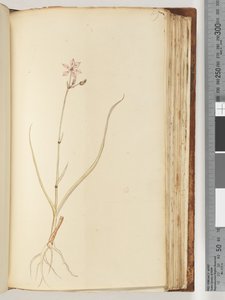 No inscription, unfinished drawing, unidentified plant
