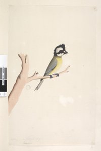 Crested Shrike Tit, 1791-92
