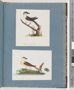 Page 121. Unidentified Bird. 122. Unidentified Bird by Unknown artist