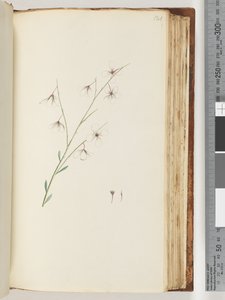 Unidentified plant by Unknown artist