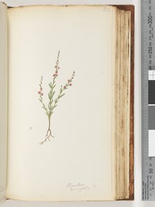 Page 122. Possibly Baeckea Densifolia