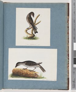 Page 123. Unidentified Bird. Unidentified Bird by Unknown artist