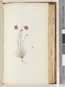 Page 124. Unidentified Plant
