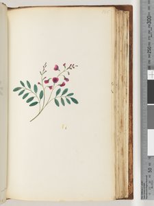 Unidentified plant by Unknown artist