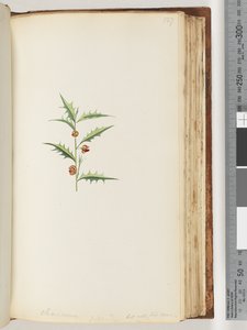 Page 127. Chorizema Billard (Not His Species)