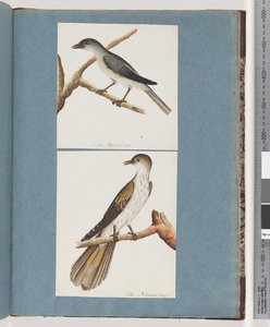 Page 127. Unidentified Bird. 128. Unidentified Bird by Unknown artist