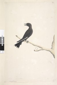 Page 12. Ocypterus. above title in different hand April, natural size Dusky Wood, Swallow Artamus cyanopterus