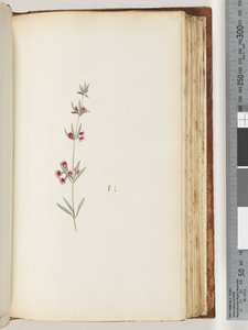 Unidentified plant