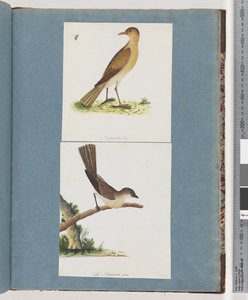 Page 131. Unidentified Bird. 132. Unidentified Bird by Unknown artist