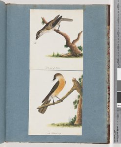 Page 133. Unidentified Bird. 134. Unidentified Bird by Unknown artist