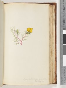 Page 134. Gompholobium grandiflorum / Exot. Bot. t. 5