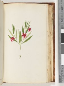 Page 136. Unidentified Plant by Unknown artist