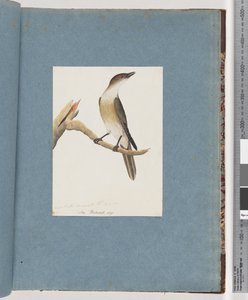 Unidentified Bird, Possibly the Harmonic Thrush by Unknown artist
