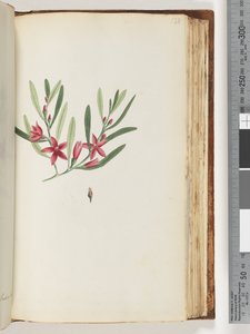 Page 138. Unnamed Flowering Plant and Insect by Unknown artist