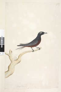 Page 13. Ocypterus. December. Natural size White, Browed Wood Swallow Artamus superciliosus, male by Unknown artist