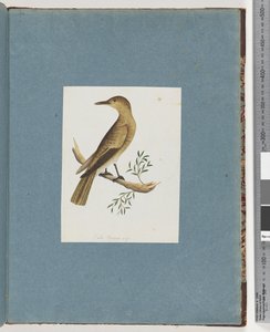 Page 144. Unidentified Bird