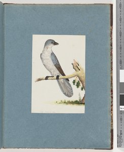 Page 145. Unidentified Bird