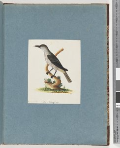 Page 146. Unidentified Bird. Honeyeater
