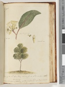 Page 149. Natural Size, A Species of the Red Gum Tree, Commonly in N.S.W Called, Mahogany